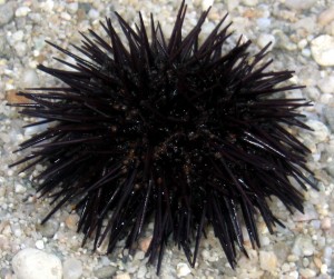 Seeigel g Morski-jez-Echinus