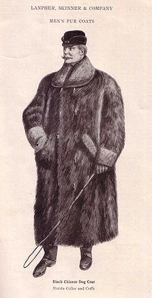 Der Gäwolf bzw. Gaewolf ist gar kein Wolf Der Gäwolf bzw. Gaewolf ist gar kein Wolf