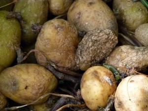 Nur die halbe Kartoffelernte wird genutzt. (Symbolbild)