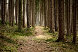 3. Europäische Waldwoche: Empfehlungen für die nachhaltige Waldbewirtschaftung. (Symbolbild)