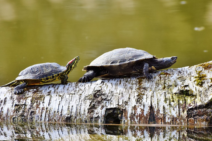 Neue Empfehlungen zum tiergerechten Töten von Reptilien