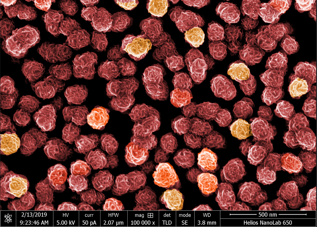 Blütenspektakel aus dem Zwergenland: Nanopartikel aus Eisen und Silber unter dem Mikro- skop. Eine «Blüte» ist rund 100 Nanometer klein. Bild: L. Driencourt CSEM/M. Schönenberger Nano Imaging Lab (SNI/Uni Basel), nachkoloriert. (PNG, 2 MB)