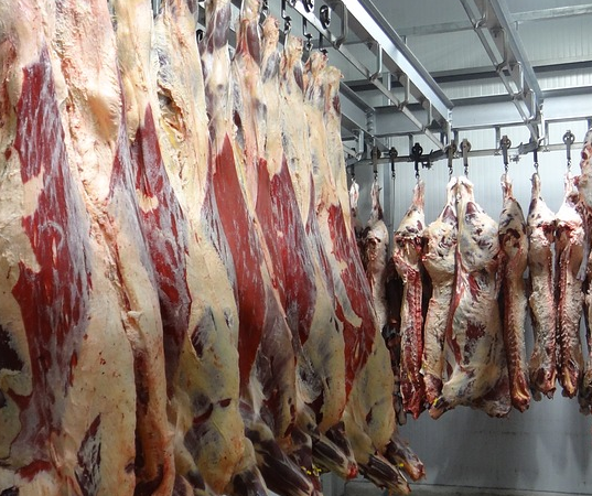 Tierschutz und Fleischkontrolle in Schlachtbetrieben: Größere Anstrengungen sind nötig
