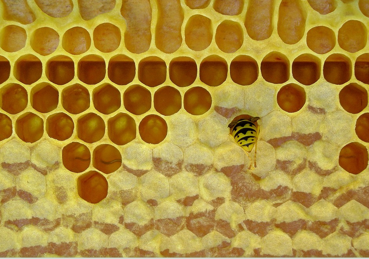 Nebst vielen Vorteilen auch Nachteile: Bienenwachs beginnt bei über 62 Grad zu schmelzen