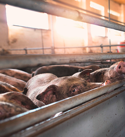 Tiergesundheitsstrategie Schweiz 2022+: „gemeinsam – innovativ – tatkräftig“