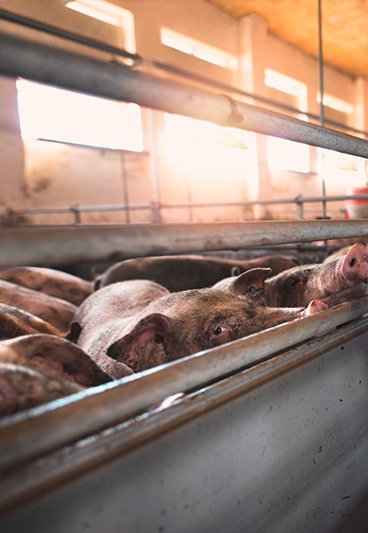 Tiergesundheitsstrategie Schweiz 2022+: „gemeinsam – innovativ – tatkräftig“