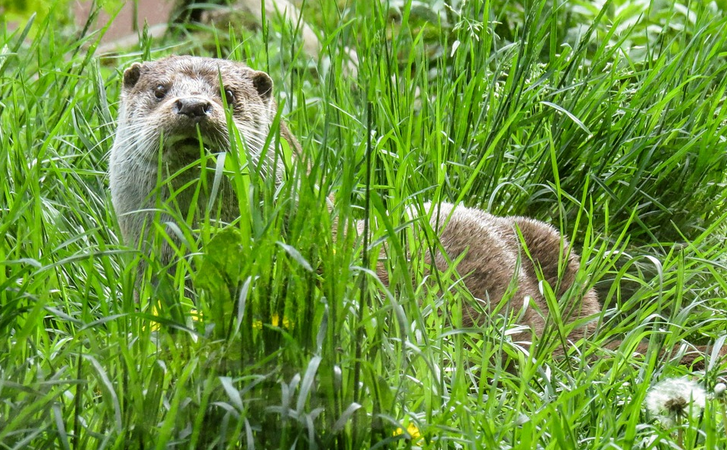 Fischotter in Bonaduz vom heimlicher Privatkamera erfaßt