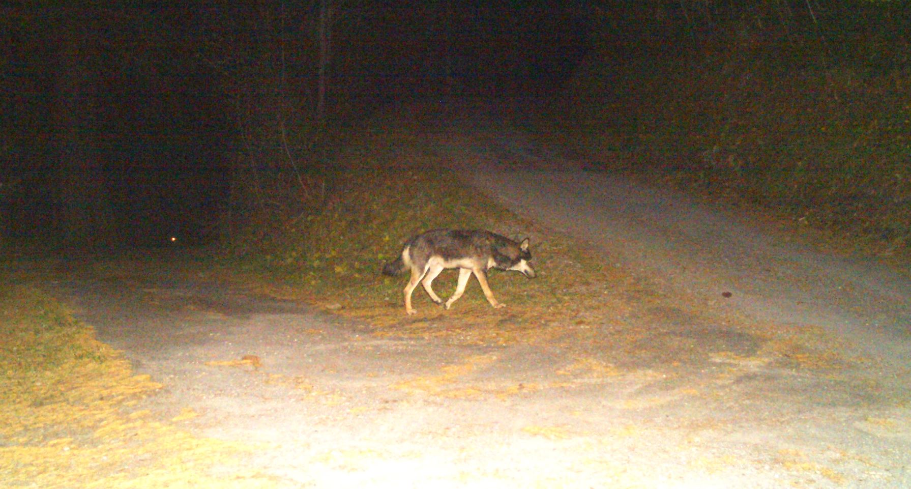Rassenreinhaltung vs. Artenvielfalt: Wolf wegen dunkler Fellfarbe erschossen