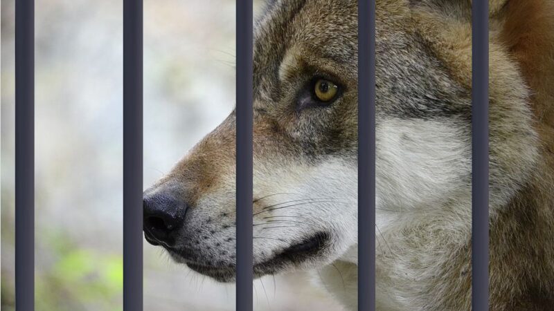 Wolfsrisse und andere Todesursachen: Was tötet Nutztiere in der Schweiz?