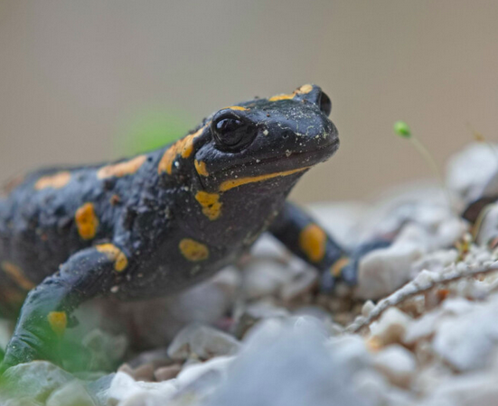 Warum Amphibien wichtig sind