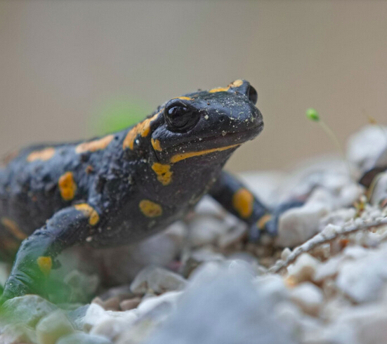 Warum Amphibien wichtig sind