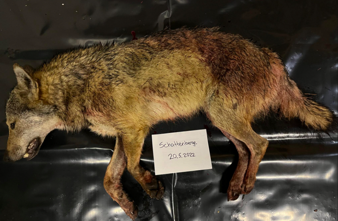 Begehrte Wolfsjagd im Wallis: 1.300 Jäger gegen 9 Wölfe