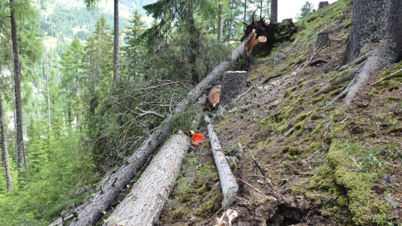 Tödlicher Forstunfall im Engadin: Baum in Guarda / Schuls fiel mit Wurzeln um