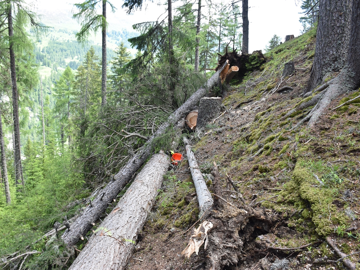 Tödlicher Forstunfall im Engadin: Baum in Guarda / Schuls fiel mit Wurzeln um