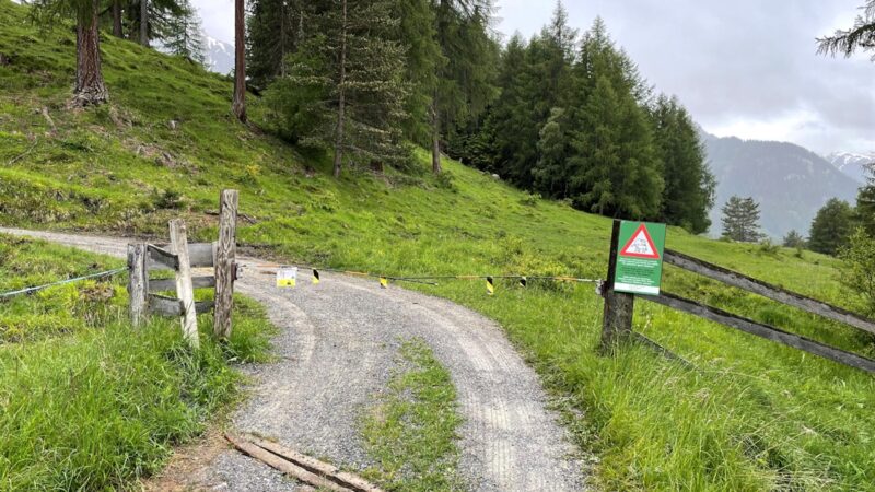 Schwerverletzte im Unterengadin: Frau mit Hunden in Tarasp von Kuhherde angegriffen
