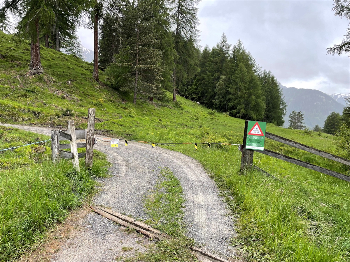 Schwerverletzte im Unterengadin: Frau mit Hunden in Tarasp von Kuhherde angegriffen