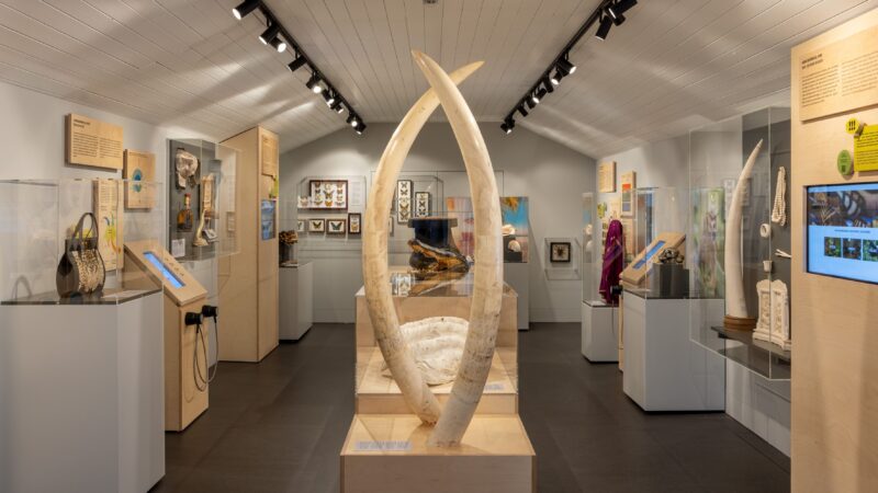 Elefantenstoßzähne und Taschen aus Alligatorleder – im Schweizerischen Zollmuseum gibt es eine Ausstellung über verbotene Souvenirs