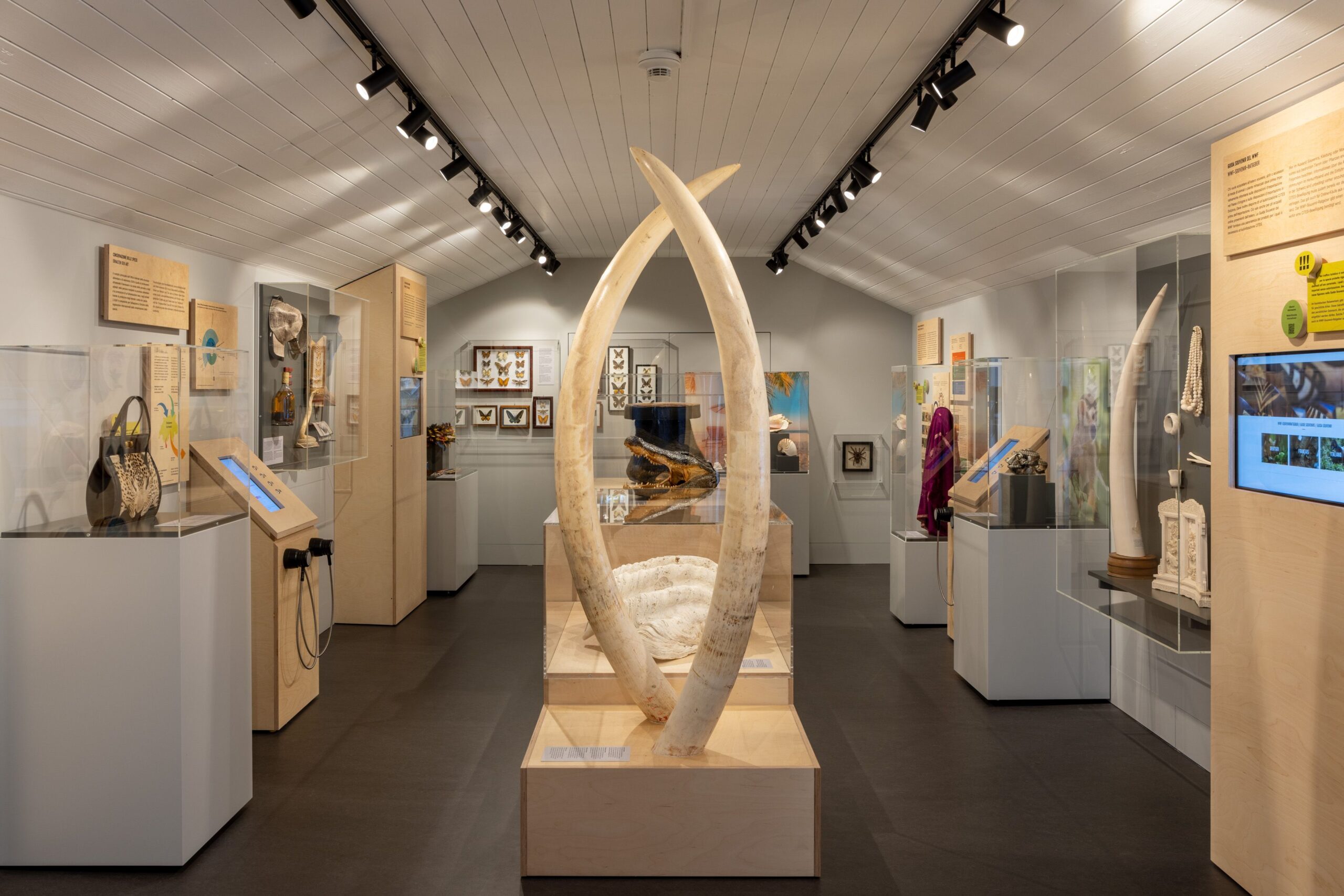 Elefantenstoßzähne und Taschen aus Alligatorleder – im Schweizerischen Zollmuseum gibt es eine Ausstellung über verbotene Souvenirs
