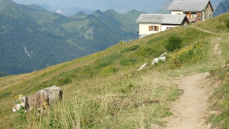 Seewis: Bergunfall am Salaruelkopf – Knochenbrüche und andere schwere Verletzungen