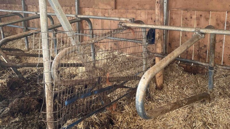 Schiers-Pusserein: Landwirt von Stier schwer verletzt