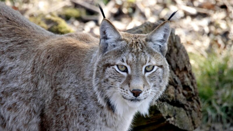 Waldbesitzer Graubündens: „Der Luchs ist Beitrag zur Stabilität der Bündner Schutzwälder“
