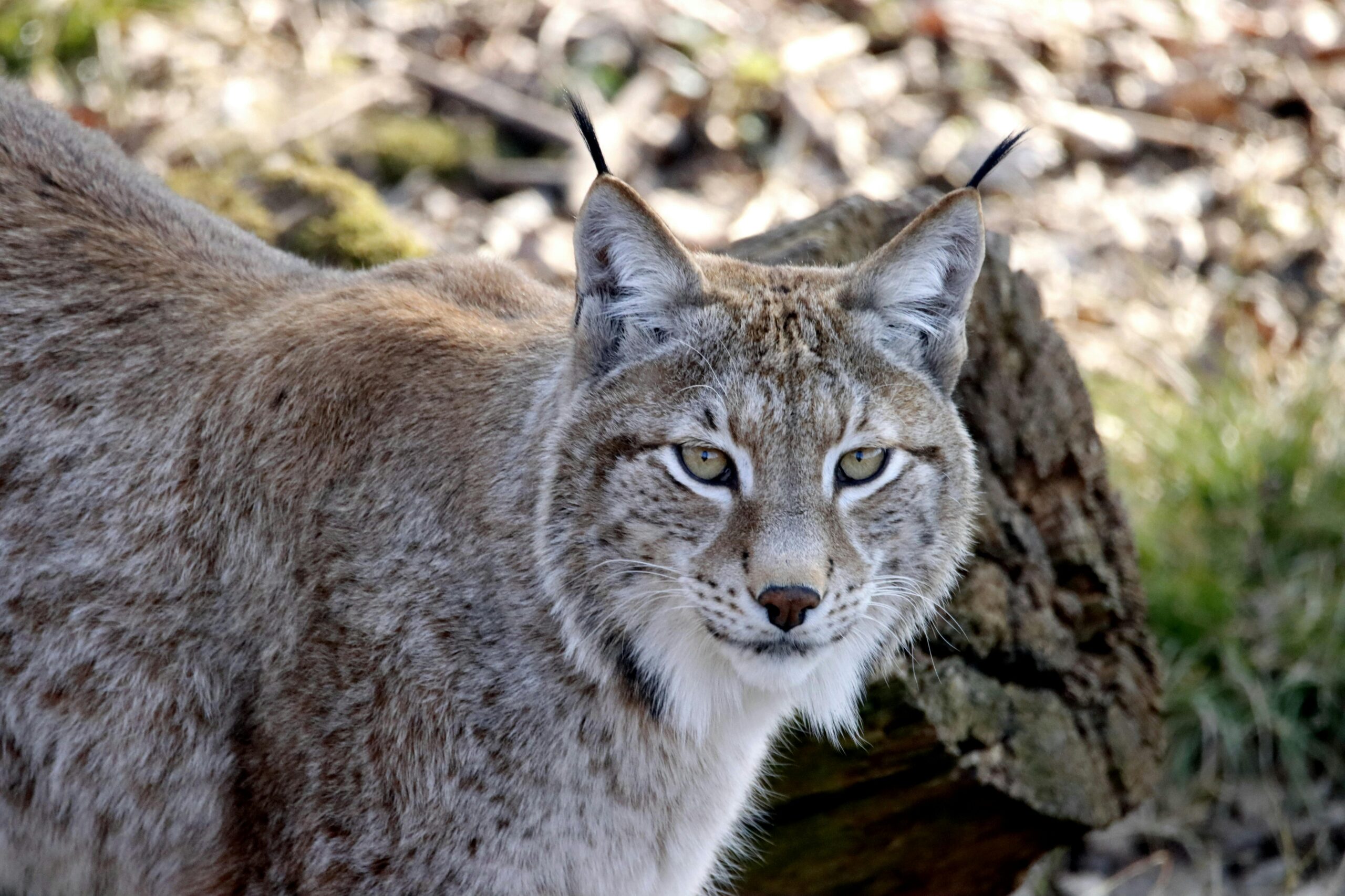 Waldbesitzer Graubündens: „Der Luchs ist Beitrag zur Stabilität der Bündner Schutzwälder“