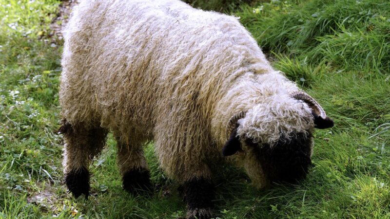 Fast 100 Walliser Schwarnasenschafe durch Blitz getötet
