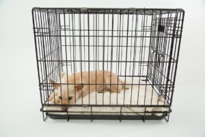 Anzahl der Tierversuche mit Schweregrad 3 nimmt zu